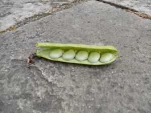 Broad bean pod