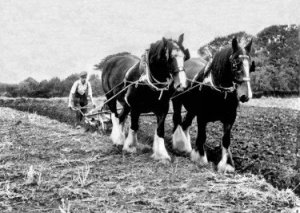Mr A. Beer ploughing